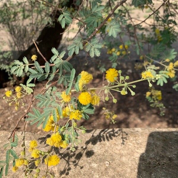 Vachellia nilotica Levél