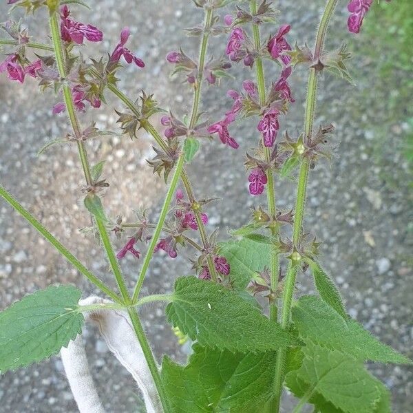 Stachys sylvatica Folio