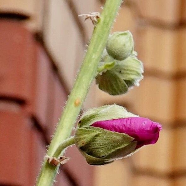 Alcea rosea Other