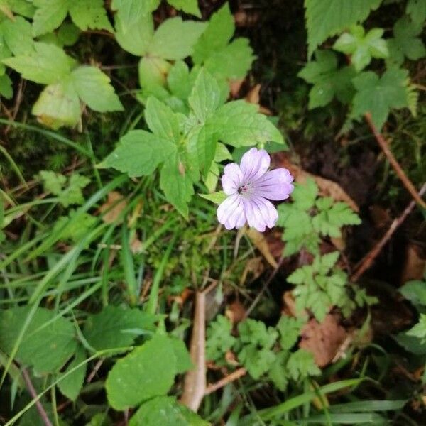 Geranium nodosum 花