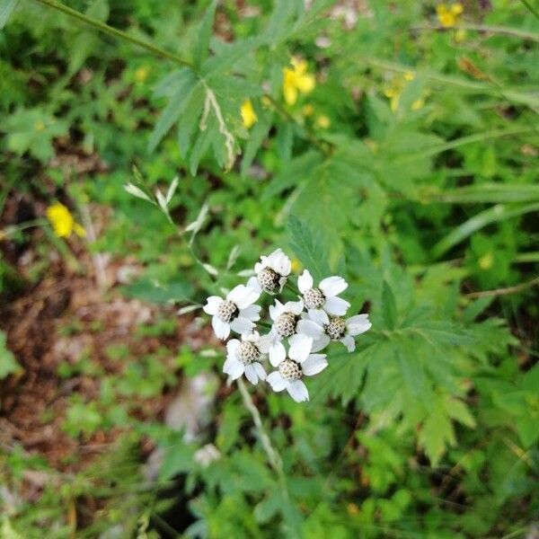 Achillea erba-rotta Flower