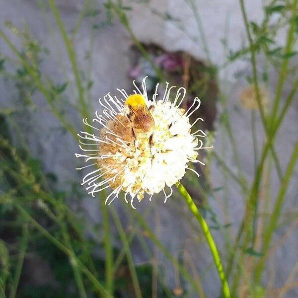Cephalaria leucantha Квітка