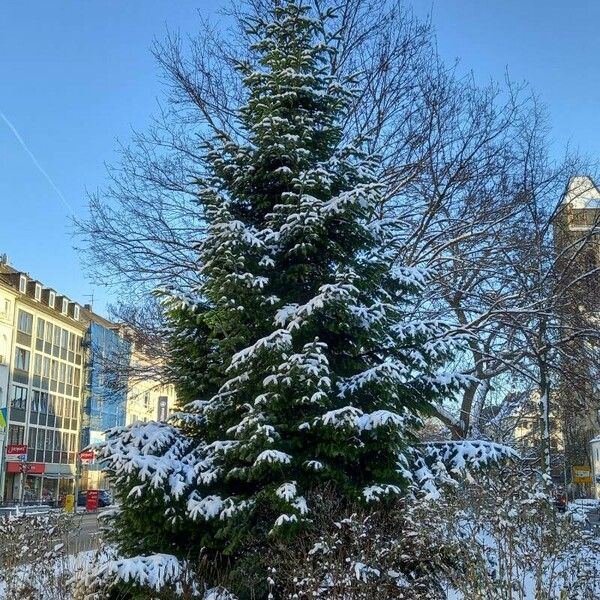 Abies nordmanniana Hábitos