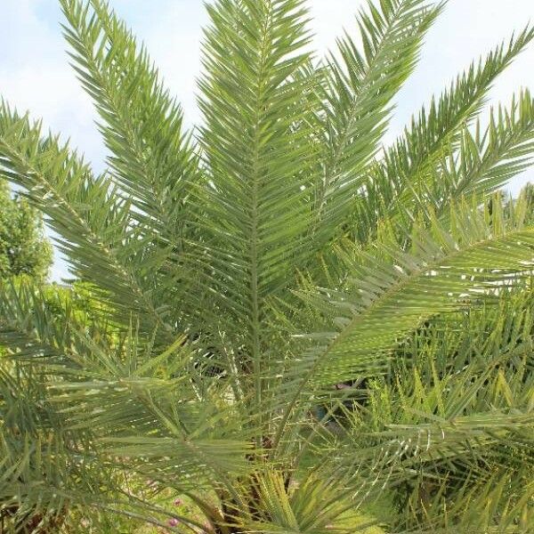 Phoenix canariensis Fuelha