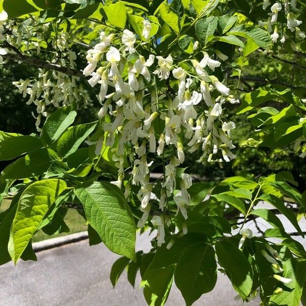 Cladrastis kentukea Flower