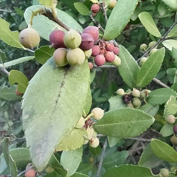 Phillyrea latifolia Frukt