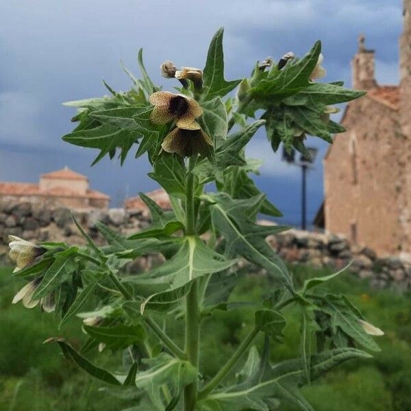 Hyoscyamus niger ফুল