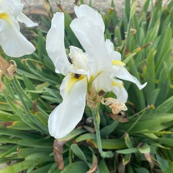 Iris florentina Flower