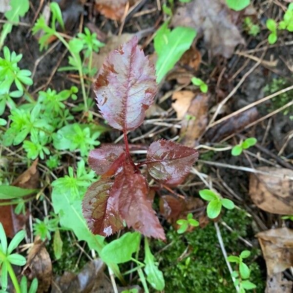 Prunus cerasifera List