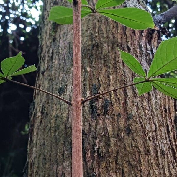 Vitex ferruginea Cortiza