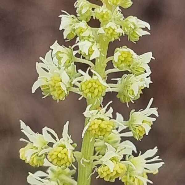 Reseda lutea Blüte