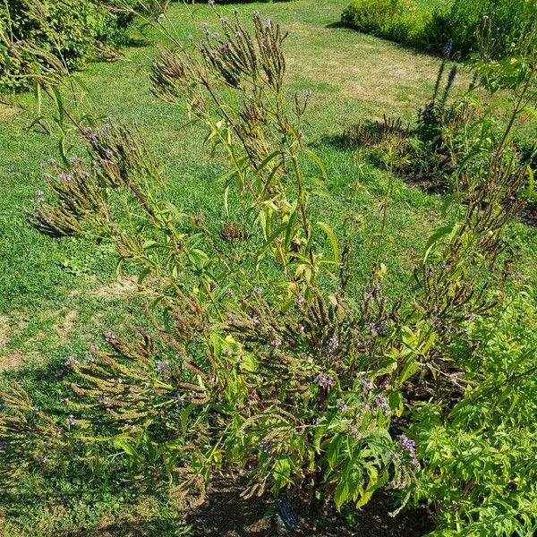 Verbena hastata Habitus