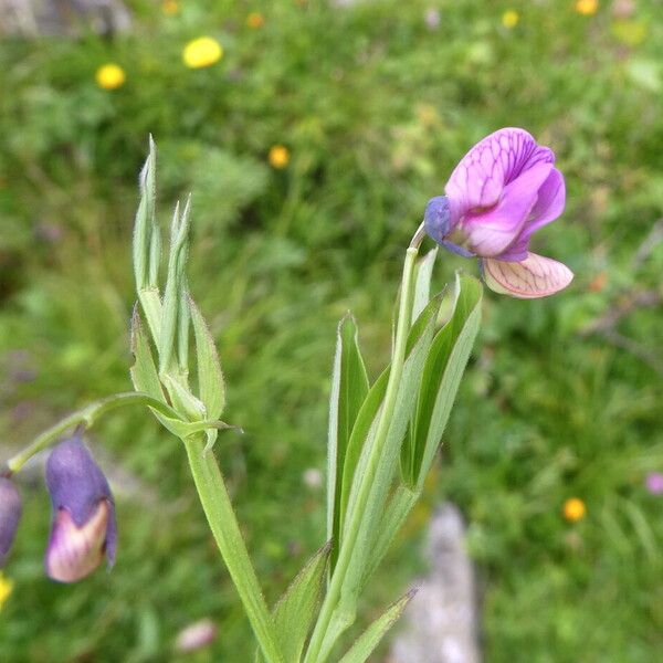 Lathyrus linifolius Rusca