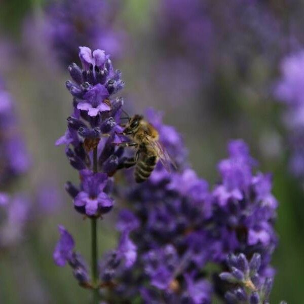 Lavandula angustifolia Цвят