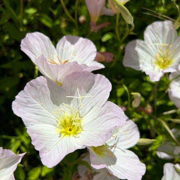 Oenothera speciosa Fiore