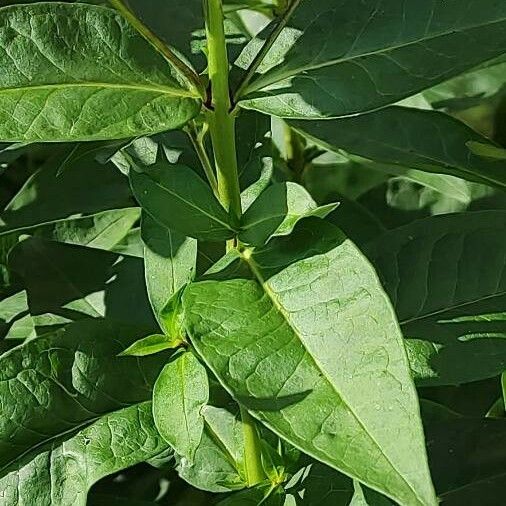 Phlox paniculata Leaf