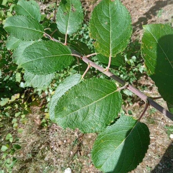 Salix myrsinifolia पत्ता