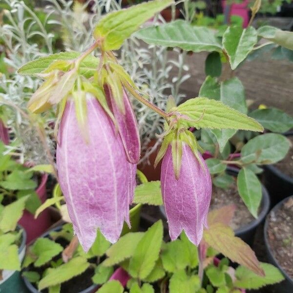 Campanula punctata Virág