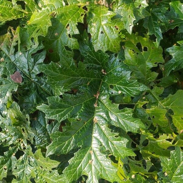 Acanthus spinosus Levél