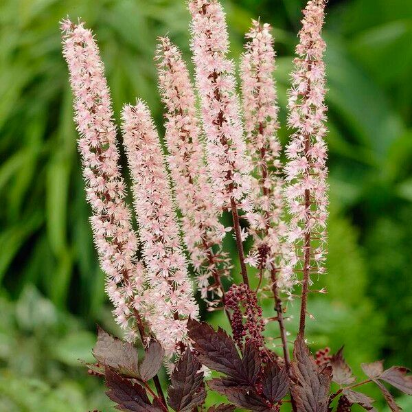 Actaea racemosa 花