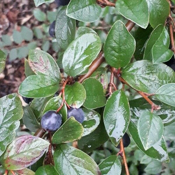 Cotoneaster acutifolius Levél