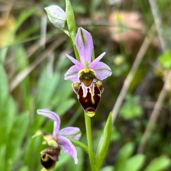 Ophrys scolopax Cvet