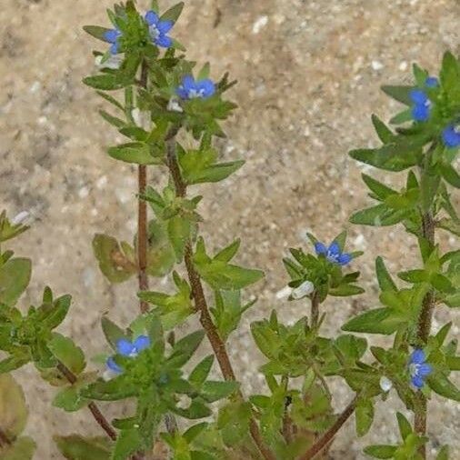 Veronica verna Fiore