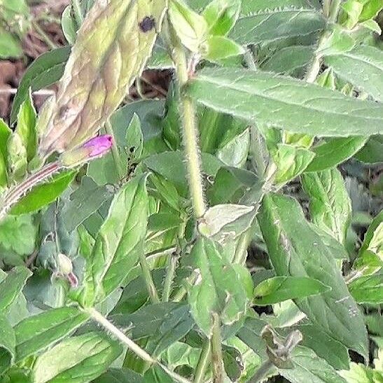 Epilobium hirsutum Folla