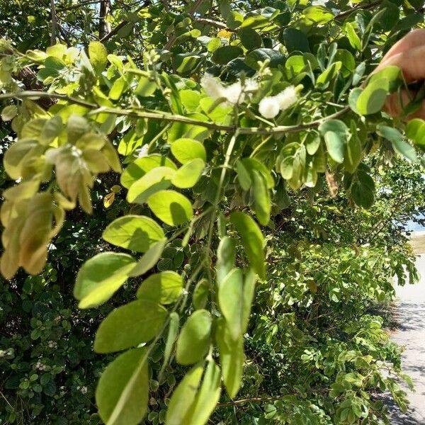 Mimosa caesalpiniifolia Leaf