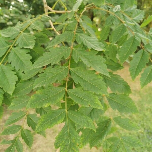 Koelreuteria paniculata 葉