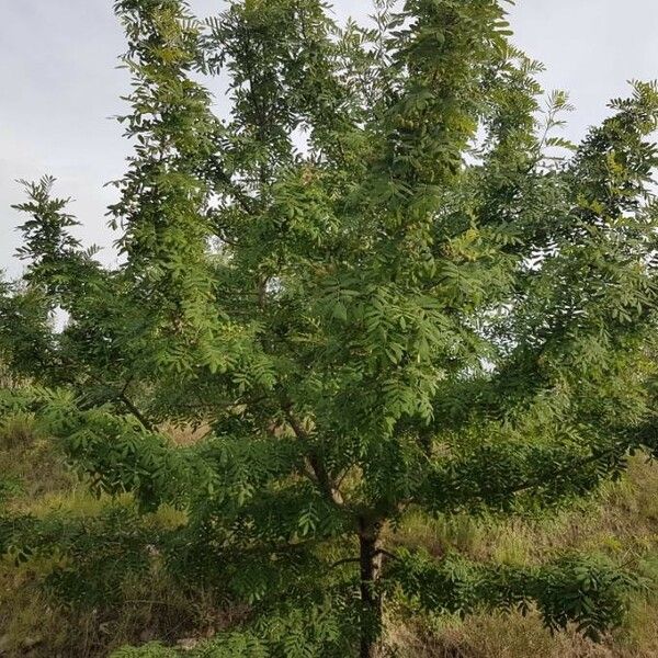 Sorbus domestica Deilen