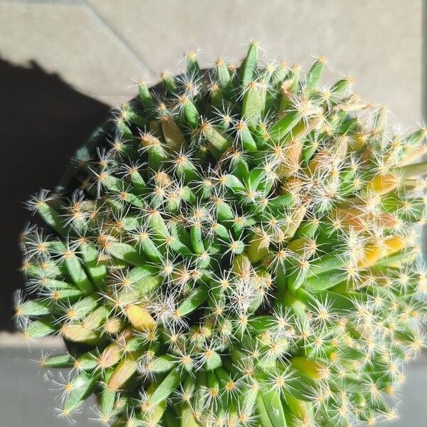 Trichodiadema densum 葉