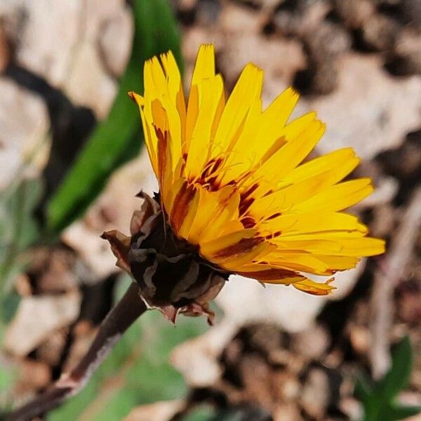 Reichardia tingitana Flower