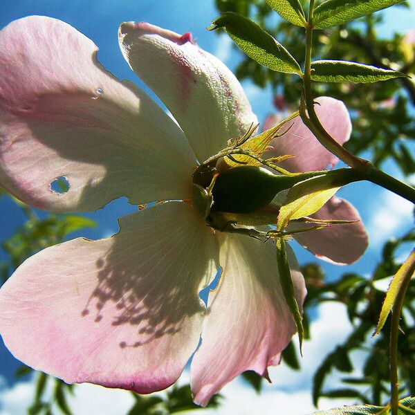 Rosa canina Flower