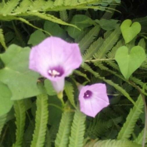 Ipomoea triloba 花