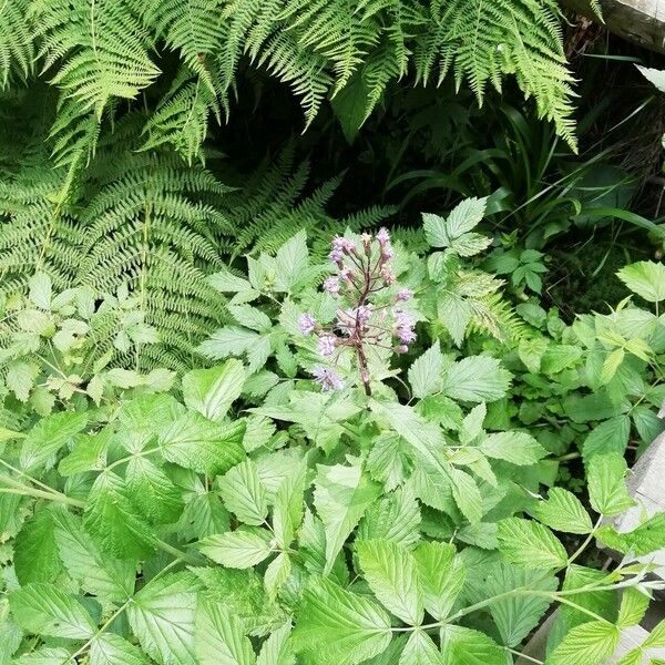 Lactuca alpina Blomst