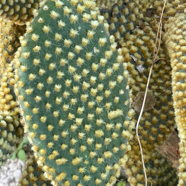 Opuntia microdasys Leaf