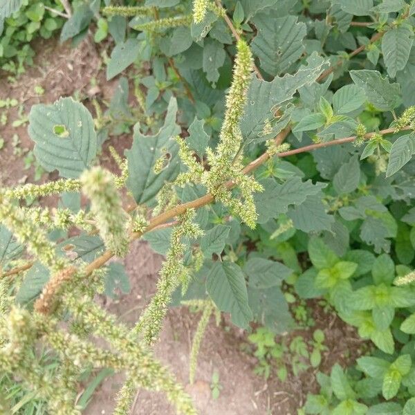 Amaranthus spinosus Leht