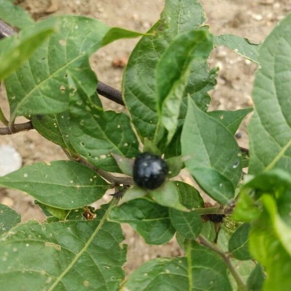 Atropa belladonna Fruto