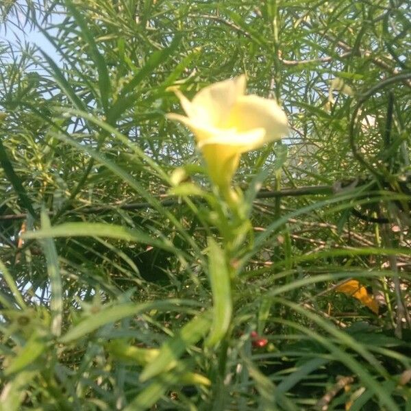 Cascabela thevetia Flower