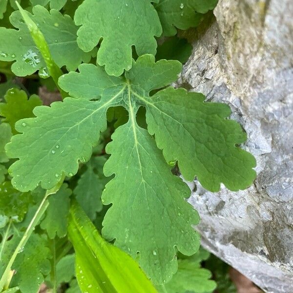 Stylophorum diphyllum Lehti