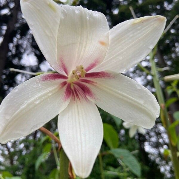 Cardiocrinum giganteum Цвят