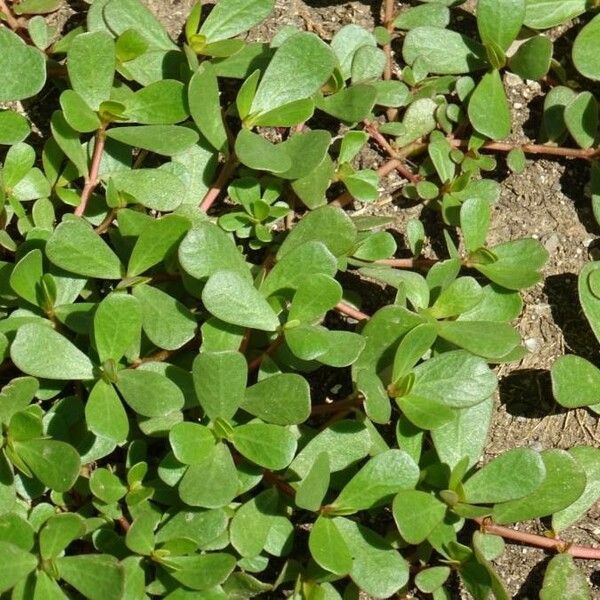 Portulaca oleracea Folha