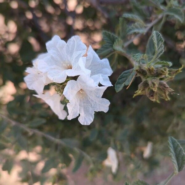 Cordia parvifolia പുഷ്പം