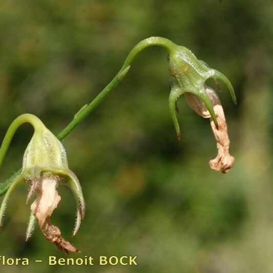 Campanula fritschii Plod