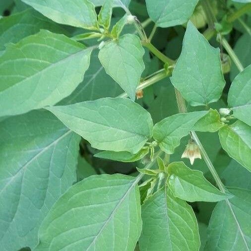 Physalis angulata Lapas