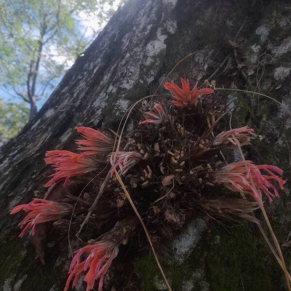 Pitcairnia heterophylla Habit