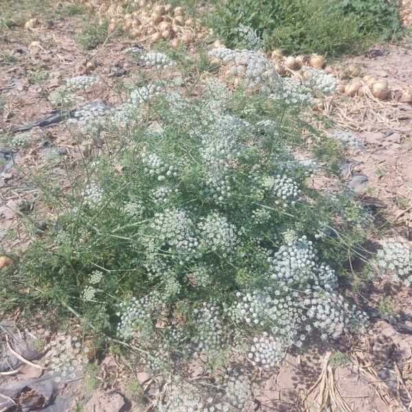 Ammi majus Leaf