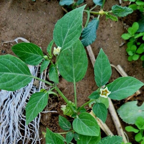 Physalis angulata 葉