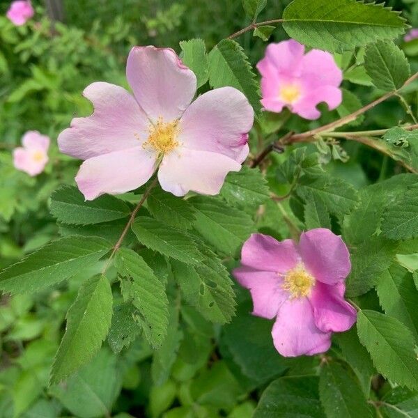 Rosa woodsii ফুল